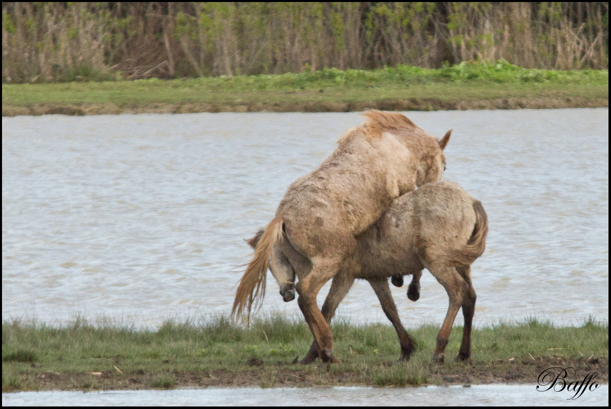 Puledri Camargue al gioco